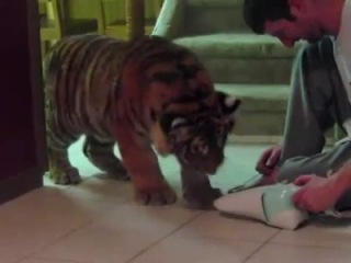 a tiger is afraid of a vacuum cleaner, no less than an ordinary cat
